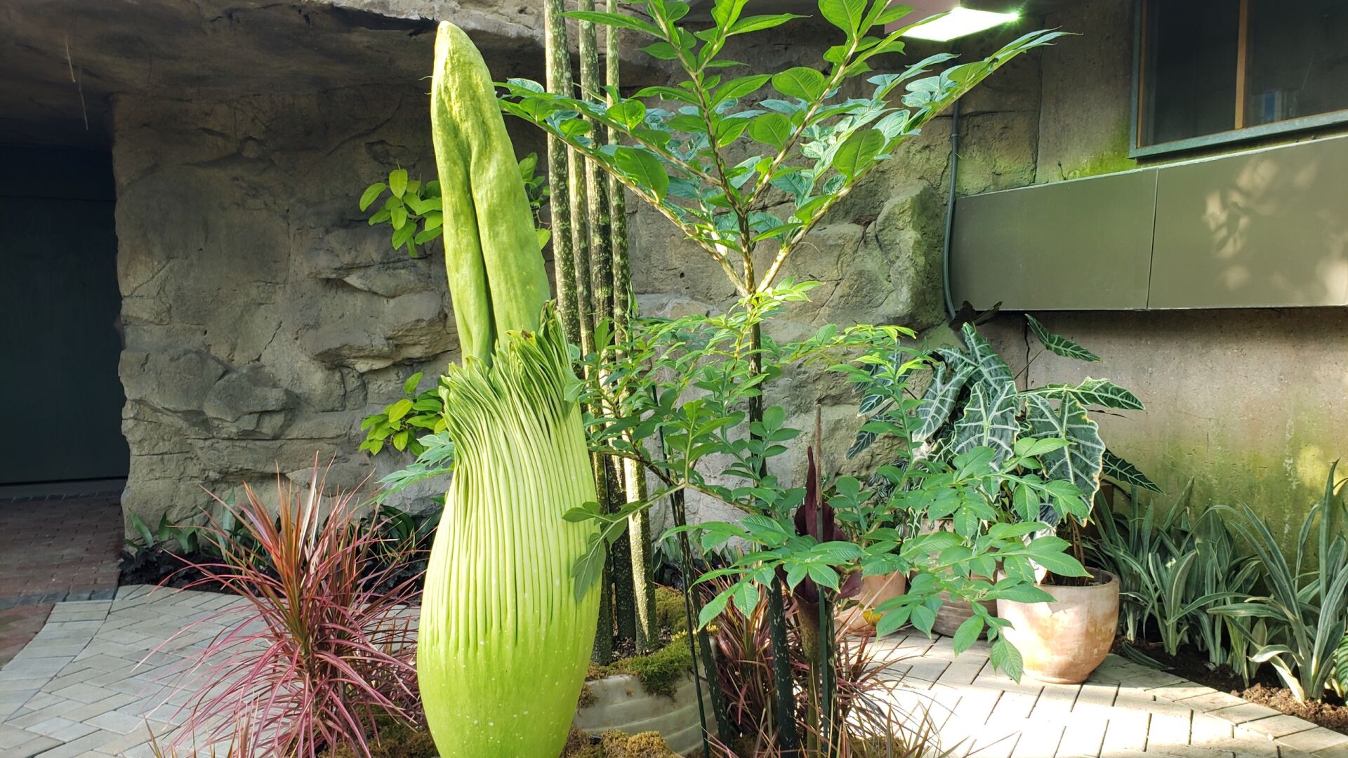corpse flower 2